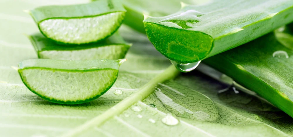 Aloe vera para estabilizar 1000 470 11