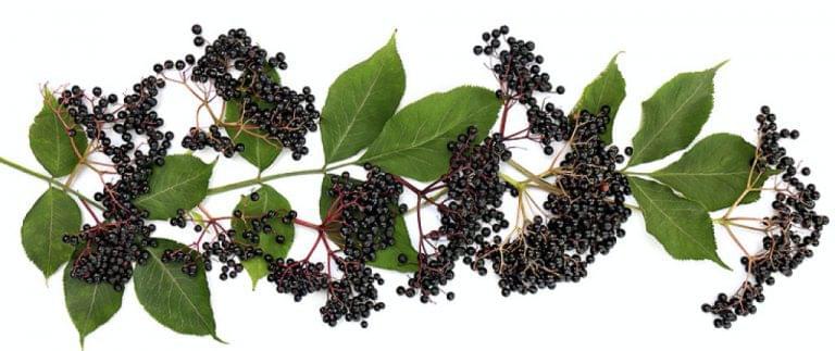 Elderberry