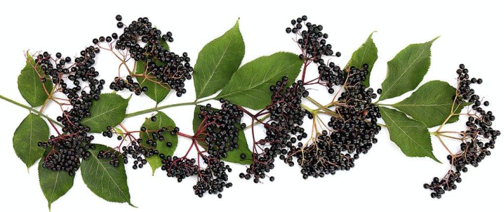 Elderberry