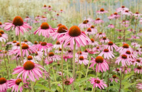 Echinacea